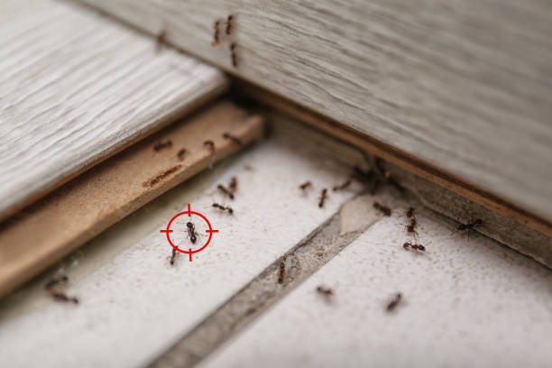 Best Termite Control Services  in Preakness, NJ