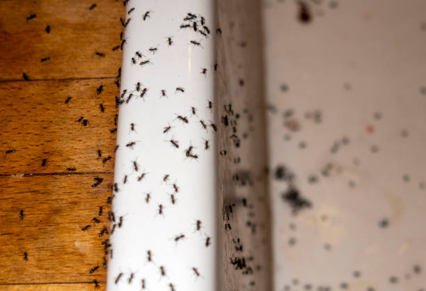 Best Residential Pest Control  in Preakness, NJ